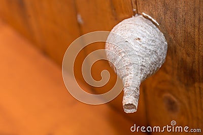 Young wasp nest under the roof Stock Photo