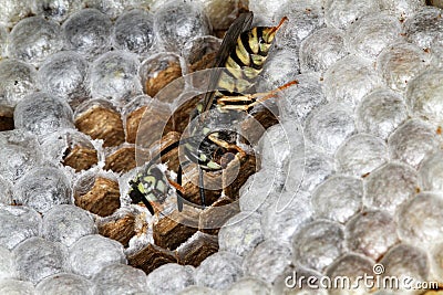 Young wasp newly from cell. Stock Photo