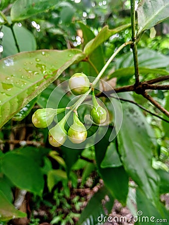 Young water apple fruit on the tree Stock Photo