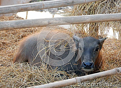 Young water buffalo Stock Photo