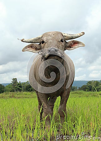 Young water buffalo Stock Photo