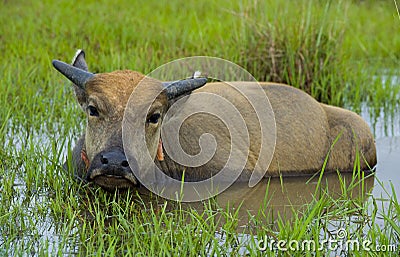 Young water buffalo out in the nature Stock Photo