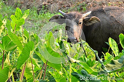 Young water buffalo Stock Photo