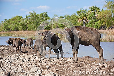Young water buffaloes at Phatthalung province Stock Photo