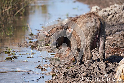 A young water buffalos eating grasses Stock Photo