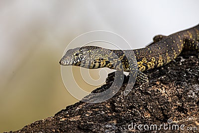 Young Water Monitor walks along a branch Stock Photo