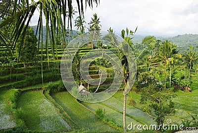 Young watered ricefield Stock Photo