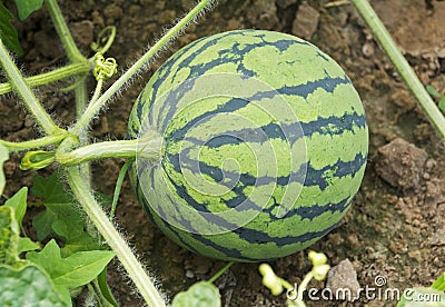 Young Watermelon Stock Photo