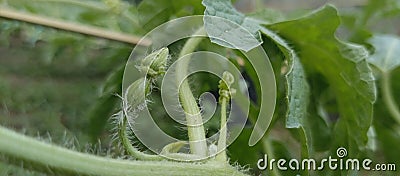 Young Watermelon flower waiting to bloom vines climbing plant semangka Stock Photo