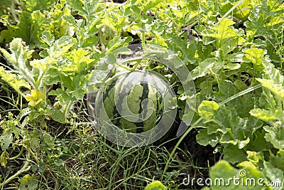 Young watermelon growing in vegetable garden Stock Photo