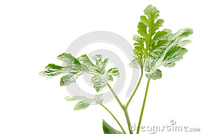 Young watermelon plant Stock Photo