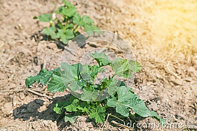 Young watermelon plants on plantation Stock Photo