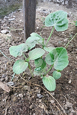 Young watermelon plants Stock Photo