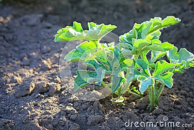 Young watermelon seedlings growing on the vegetable bed Stock Photo