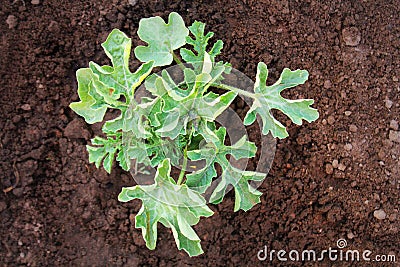 Young watermelon seedlings growing on the vegetable bed. Top view Stock Photo