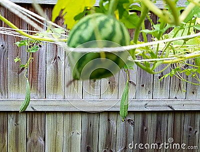 Young watermelon on vine Stock Photo