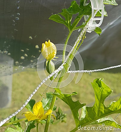 Young watermelon on vine Stock Photo