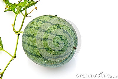 Young watermelon Stock Photo