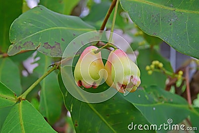 Young Wax Apples growing on tree with focus on the right fruit Stock Photo