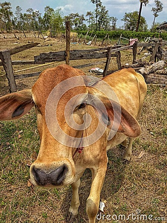 young and weak cow looking hungry Stock Photo