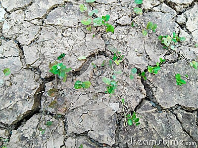 Young Weed plants on dryness soil Stock Photo