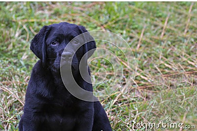 A Young 10 Week English Block Head Black Labrador Puppy Stock Photo