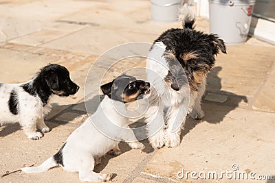 Young 7,5 weeks old cheeky Jack Russell Terrier puppy doggy has a naughty behavior of mother dog opposite Stock Photo