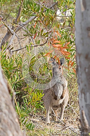 Young Western Grey Kangaroo standing in the wild forest in Naracoorte, South Australia. Stock Photo