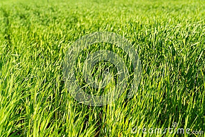 Young wheat grows in an organic field. Cultivation of wheat. Beautiful image of wheat Stock Photo