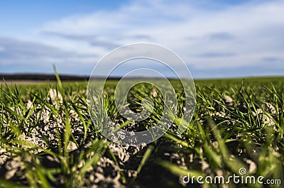 Young wheat seedlings growing on a field in autumn. Young green wheat growing in soil. Agricultural proces. Close up on Stock Photo