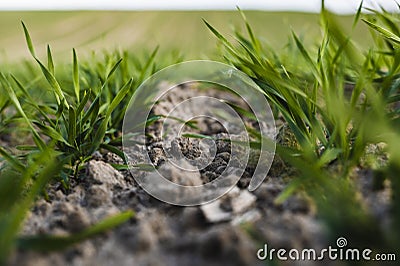 Young wheat seedlings growing on a field in autumn. Young green wheat growing in soil. Agricultural proces. Close up on Stock Photo