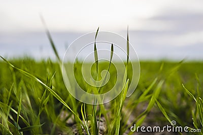 Young wheat seedlings growing on a field in autumn. Young green wheat growing in soil. Agricultural proces. Close up on Stock Photo