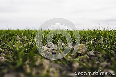 Young wheat seedlings growing on a field in autumn. Young green wheat growing in soil. Agricultural proces. Close up on Stock Photo