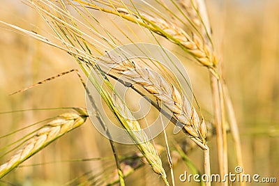 Young wheet in a field Stock Photo