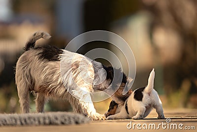 Young Whelp 6 weeks old . Beautiful Jack Russell Terrier mom dog with puppy. Bitch educates pups Stock Photo