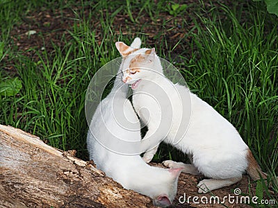 Young white cats fight Stock Photo