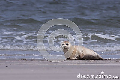 Young white common seal Stock Photo