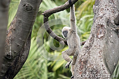 White faced gibbon Stock Photo