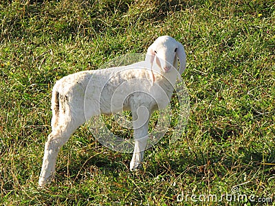Young white lamb in a flock in the mountain Stock Photo