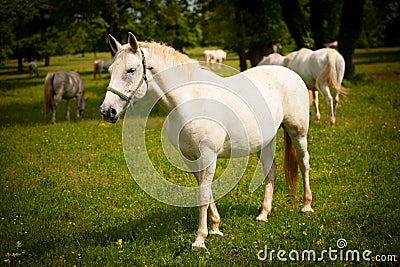 Young white Lipizaner horse on pasture in spring Stock Photo