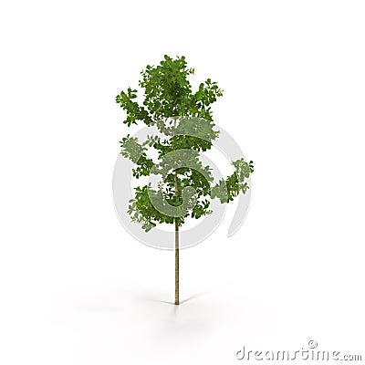 Young White Oak Summer on White Background Stock Photo