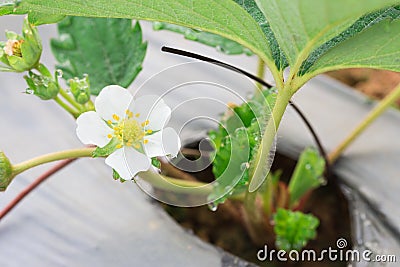 Young white strawberry flower with dew and micro pe tube. Stock Photo