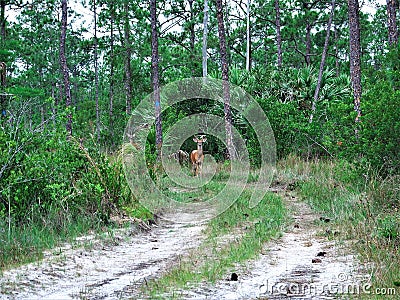 Young white-tailed deer bucks using the hiking trail through the woods Stock Photo