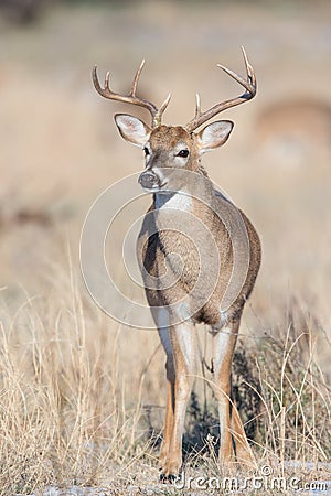 Young whitetail buck in vertical photograph Stock Photo