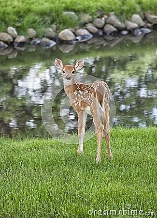 Young whitetail fawn Stock Photo