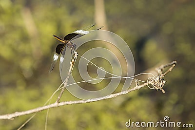 Young Widow Skimmer Dragonfly Stock Photo