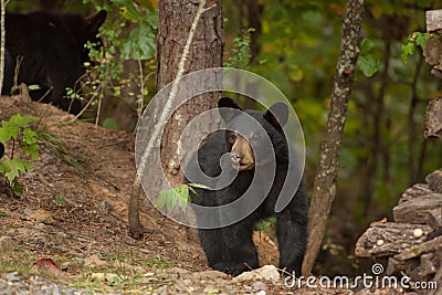 Young wild bear Stock Photo