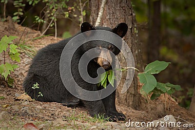 Young wild bear Stock Photo