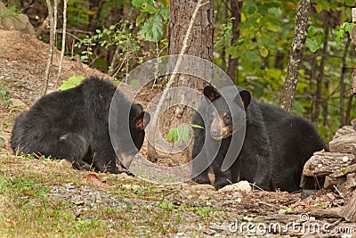 Young wild bears Stock Photo