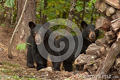 Young wild bears Stock Photo